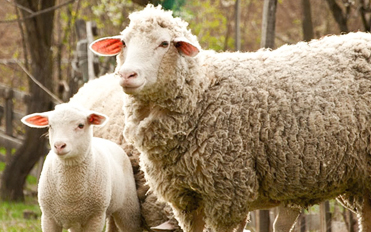 ANIMAL FEED